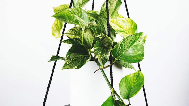 2026世界杯多镜头互动直播视角，观众席热烈氛围